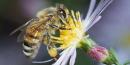 Las abejas y nuestro Planeta, en peligro
