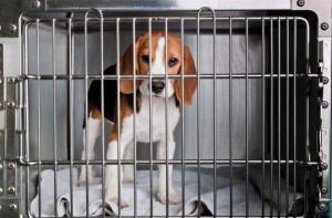 #FreeBeaglesVivotecnia y la necesidad de invertir en alternativas a la experimentacin animal