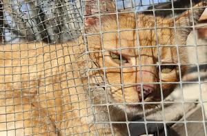 Conseguimos la reubicacin de una gata que llevaba 10 aos encerrada en una jaula