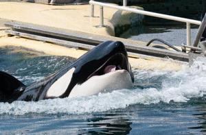 Muere la orca Inouk despus de 25 aos en cautiverio en Marineland Antibes