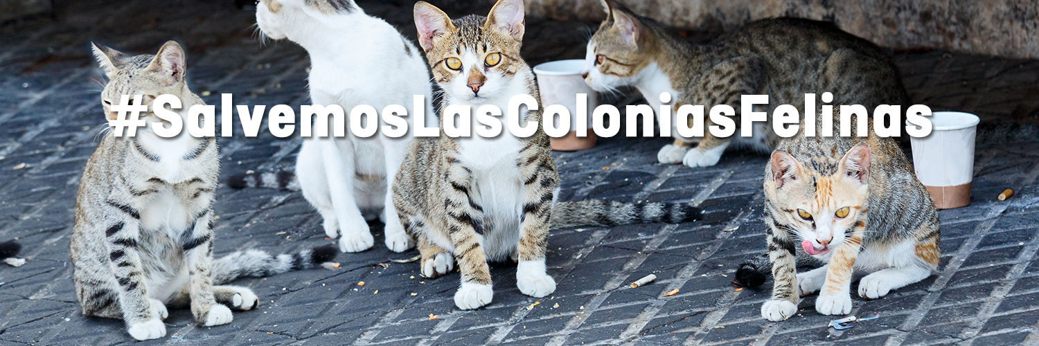 Súmate: ¡España necesita un marco legal estatal para proteger las colonias de gatos!