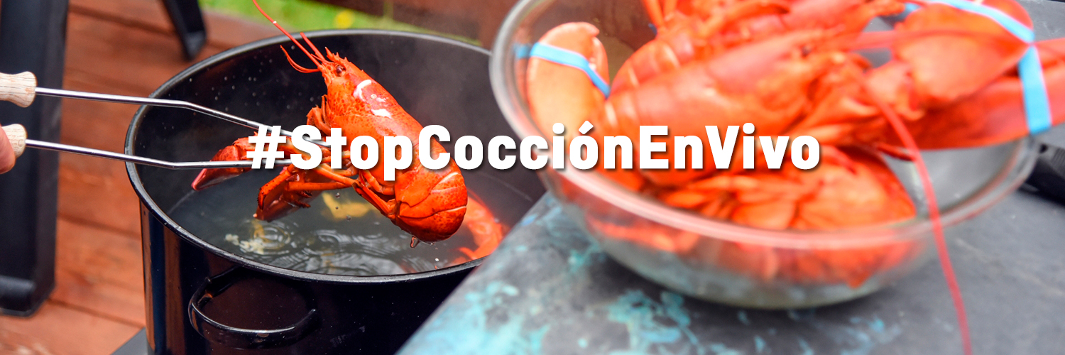Pide al Ministerio de Agricultura, Pesca y Alimentación que se prohíba hervir crustáceos vivos en España