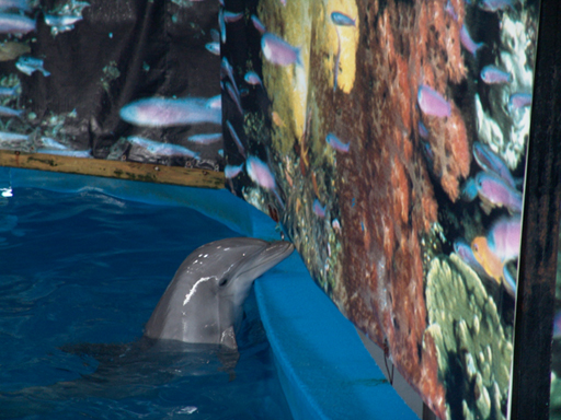 4 de julio, da mundial de los delfines
