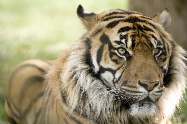 Ven con nosotros a conmemorar el da Mundial del Tigre al Parque de la Ciutadella