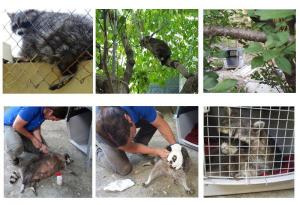 Rescatamos a un mapache atrapado en un patio en Mollet