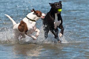 Se pone en marcha la prueba piloto de la playa para perros de Barcelona