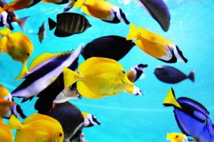 Carta a un colegio que organiza salidas al Aquarium de Barcelona