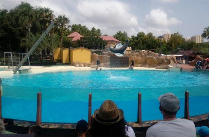 Denunciamos a Aquopolis por mantener a 6 delfines en una piscina de olas