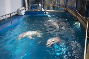 Pedimos empezar un programa de habituacin para los delfines de Barcelona