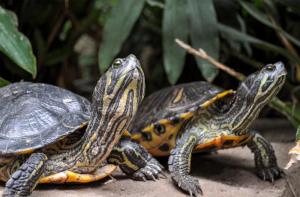 Los casos de tortugas abandonadas no bajan