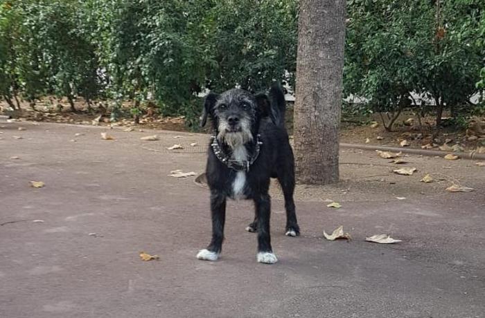 Por primera vez una persona sin hogar puede alojarse con su perro en un centro de acogida público de Barcelona