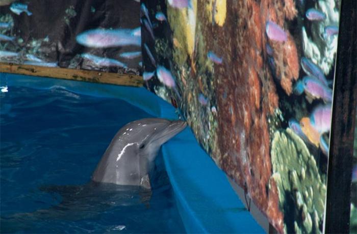 Los delfines de Barcelona irán a un santuario, pero tendrán que esperar