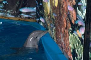 Los delfines de Barcelona irn a un santuario, pero tendrn que esperar