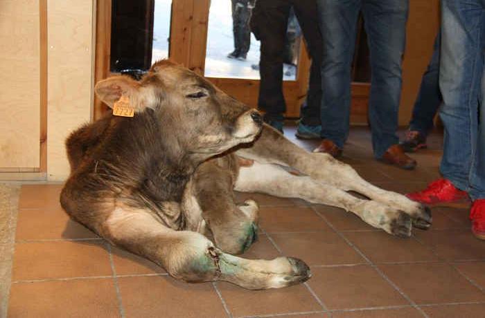 Denunciamos a un ganadero de Lleida que dej un ternero gravemente herido en la oficina del Parque Natural de Llavors