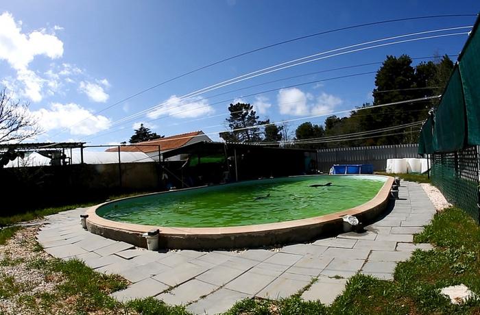 ¿Dónde está Martinha? Se desconoce el paradero del delfín mantenido durante una década en la piscina de un patio en Portugal