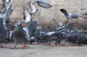 Entidades protectoras denunciarán a los que tapiaron a palomas en un local