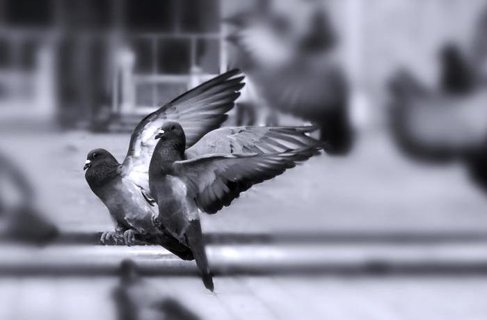 FAADA en Plaza Catalunya para el control ético de palomas 