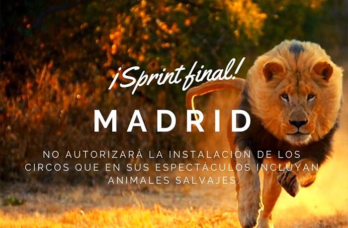 Recta final para acabar con los circos con animales salvajes en Madrid