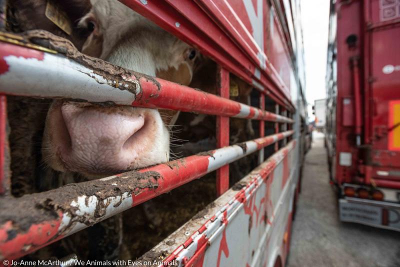 El Parlamento Europeo pide acabar con el transporte de animales vivos