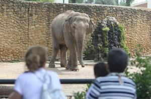 Muere la elefanta Flavia tras 42 aos sola en el zoo de Crdoba