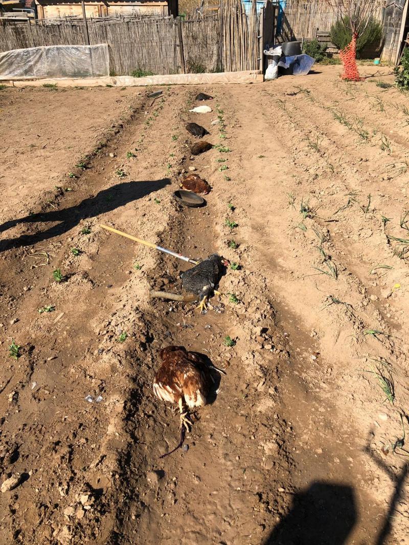FAADA denunciar la tortura y muerte de 7 gallinas en un huerto del Valls Occidental