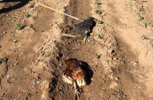 FAADA denunciará la tortura y muerte de 7 gallinas en un huerto del Vallés Occidental