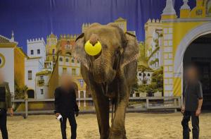 Comprobamos que Dumba es utilizada en espectáculos en MundoPark Sevilla
