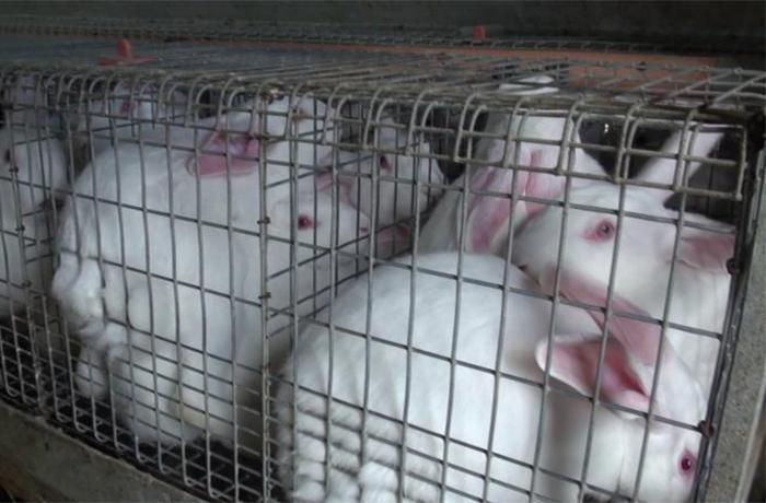 Una nueva investigacin expone la crueldad en la industria de la cra de conejos