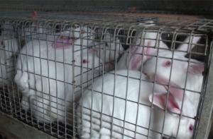 Una nueva investigación expone la crueldad en la industria de la cría de conejos