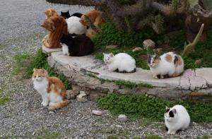 Aplaudimos a Caldes d'Estrac por su gestión de las colonias de gatos