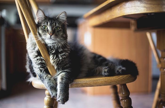 paso Validación Incompatible FAADA | ¿Qué hacer con los gatos en vacaciones?