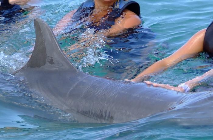 Nadar con delfines: todas las razones para no hacerlo