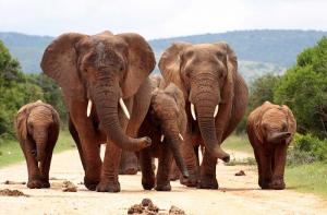 Presionamos a la UE para poner fin a la captura en vivo de elefantes