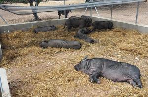 Rescate de los cerdos vietnamitas de Tarragona