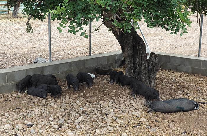 Comunicado sobre los cerdos vietnamitas de Tarragona