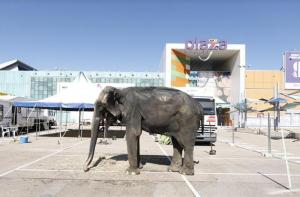 Dumba es utilizada una vez más en un circo en Zaragoza