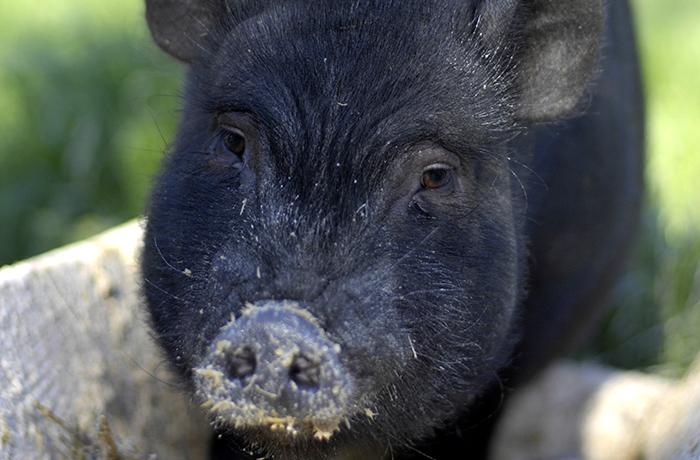Reiteramos a la Generalitat que lleve a cabo una gestin tica de los cerdos vietnamitas