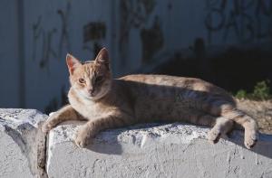 Colonias de gatos: responsabilidad y cuidados