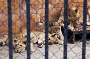 Zoos y conservación: mitos y realidad