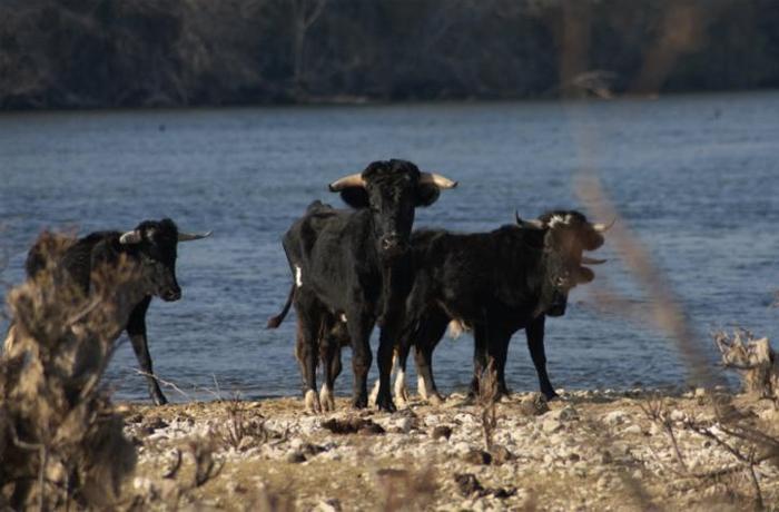 Felicitamos a la Generalitat de Catalunya por la buena gestin de los toros de la Isla de Vinallop