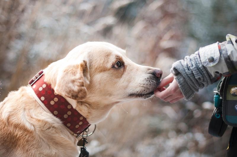 #ConoceALosPerros: campaa informativa para entender a los compaeros caninos