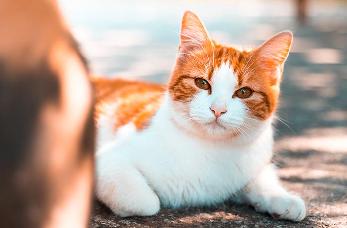 Nada confirma que tu gato pueda infectarte con el nuevo coronavirus