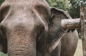Elefantes explotados en el turismo y COVID-19: una tragedia anunciada