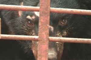 China promueve la bilis de oso como tratamiento para la COVID-19