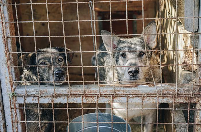 Los refugios de animales, al borde del colapso en toda Espaa