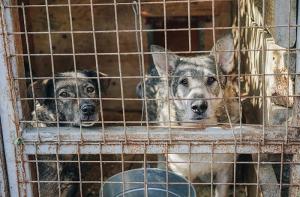 Los refugios de animales, al borde del colapso en toda España