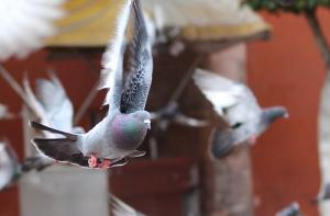 La alimentación de las palomas durante el confinamiento
