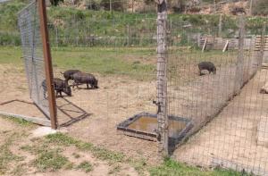 La familia de “cerdolíes” de Rubí, ¡salvada!