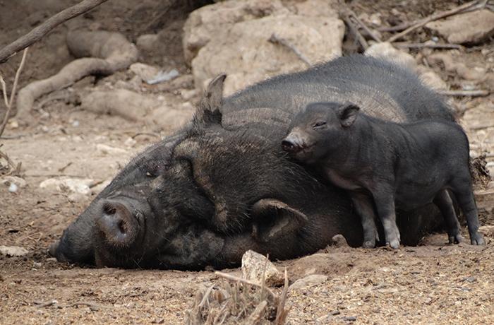 Victoria! La Generalitat de Catalunya publica el plan de gestin para los cerdos vietnamitas