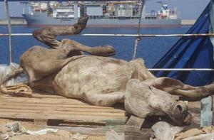 Miles de vacas encontradas en terribles condiciones en un barco atracado en el puerto de Las Palmas